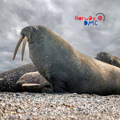 Atlantic walrus resting on a icy shoreline in Svalbard.